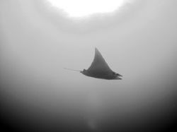 A lesser devil ray (Mobula hypostoma) coming in over the ... by Martin Spragg 